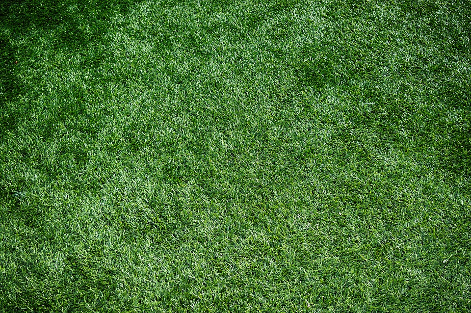 green grass field